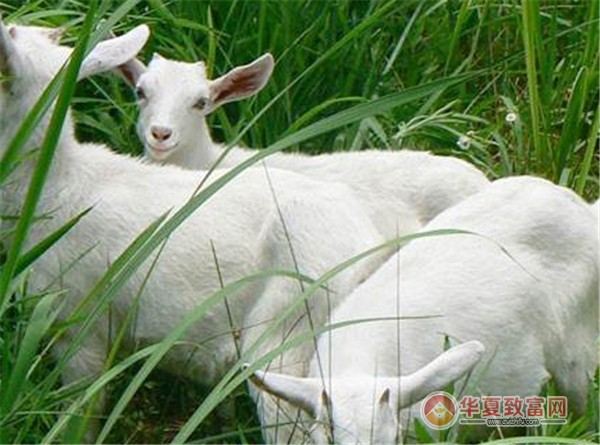 山羊养殖加盟